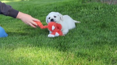 Bernie, a male Labrador Retriever for sale in Dundee, OH – 8 of 8