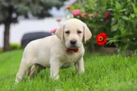 Bobby, a male Labrador Retriever for sale in Dundee, OH – 6 of 7