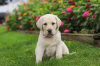 Brittany, a female Labrador Retriever for sale in Dundee, OH – 4 of 7