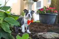 Miles, a male Boston Terrier for sale in Dundee, OH – 6 of 10