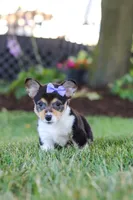 Debbie, a female Pembroke Welsh Corgi for sale in Dundee, OH – 3 of 8