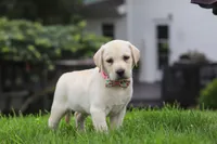 Betsy, a female Labrador Retriever for sale in Dundee, OH – 4 of 7