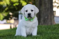 Bernie, a male Labrador Retriever for sale in Dundee, OH – 3 of 8