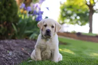 Bart, a male Labrador Retriever for sale in Dundee, OH – 2 of 5