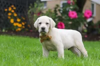 Bernie, a male Labrador Retriever for sale in Dundee, OH – 6 of 7