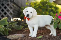 Stormy, a male Labrador Retriever for sale in Dundee, OH – 7 of 10
