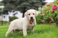 Beth, a female Labrador Retriever for sale in Dundee, OH – 2 of 7