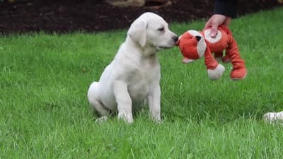 Bernie, a male Labrador Retriever for sale in Dundee, OH – 7 of 7