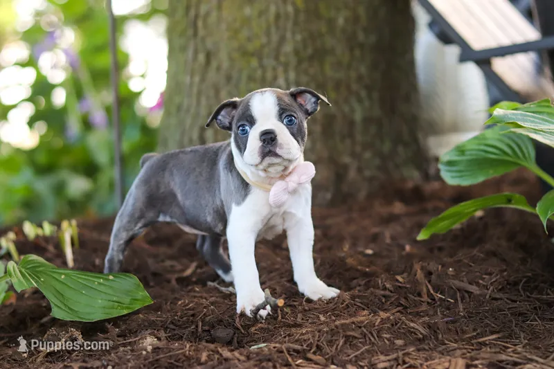 Mea – Boston Terrier puppy for sale in Dundee, OH