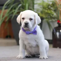 Sadie, a female Labrador Retriever for sale in Dundee, OH – Photo 7 of 7