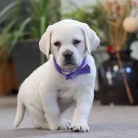 Sadie, a female Labrador Retriever for sale in Dundee, OH – Photo 3 of 7