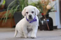 Sadie, a female Labrador Retriever for sale in Dundee, OH – Photo 3 of 7