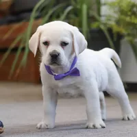 Sadie, a female Labrador Retriever for sale in Dundee, OH – Photo 6 of 7