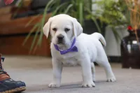 Sadie, a female Labrador Retriever for sale in Dundee, OH – Photo 6 of 7