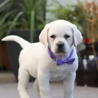 Sadie, a female Labrador Retriever for sale in Dundee, OH – Photo 1 of 7