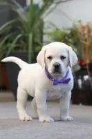 Sadie, a female Labrador Retriever for sale in Dundee, OH – Photo 1 of 7