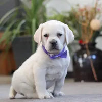 Sadie, a female Labrador Retriever for sale in Dundee, OH – Photo 2 of 7