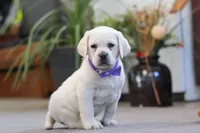 Sadie, a female Labrador Retriever for sale in Dundee, OH – Photo 2 of 7