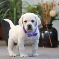 Sadie, a female Labrador Retriever for sale in Dundee, OH – Photo 5 of 7