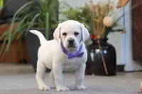 Sadie, a female Labrador Retriever for sale in Dundee, OH – Photo 5 of 7