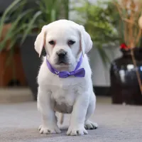 Sadie, a female Labrador Retriever for sale in Dundee, OH – Photo 4 of 7