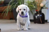 Sadie, a female Labrador Retriever for sale in Dundee, OH – Photo 4 of 7