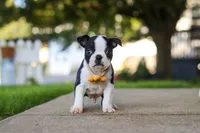 Shawn, a male Boston Terrier for sale in Dundee, OH – 3 of 7