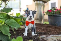 Miles, a male Boston Terrier for sale in Dundee, OH – 9 of 10