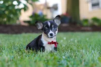 Diamond, a male Pembroke Welsh Corgi for sale in Dundee, OH – 7 of 10