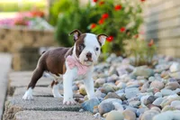 Sammy, a female Boston Terrier for sale in Dundee, OH – 4 of 10