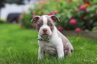 Sonny, a male Boston Terrier for sale in Dundee, OH – 4 of 6
