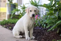 Betsy, a female Labrador Retriever for sale in Dundee, OH – 4 of 6