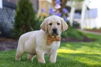 Buster, a male Labrador Retriever for sale in Dundee, OH – 4 of 10