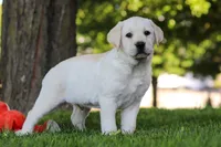 Billy, a male Labrador Retriever for sale in Dundee, OH – 6 of 7