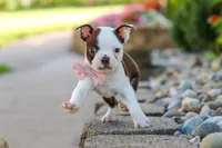 Sammy, a female Boston Terrier for sale in Dundee, OH – 7 of 10