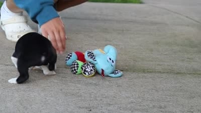 Shawn, a male Boston Terrier for sale in Dundee, OH – 7 of 7