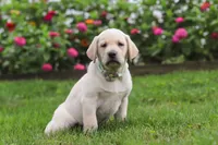 Bela, a female Labrador Retriever for sale in Dundee, OH – 4 of 7