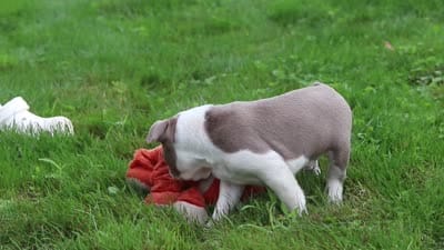 Sonny, a male Boston Terrier for sale in Dundee, OH – 6 of 6