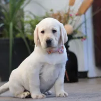 Brittany, a female Labrador Retriever for sale in Dundee, OH – Photo 6 of 6