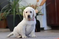 Brittany, a female Labrador Retriever for sale in Dundee, OH – Photo 6 of 6