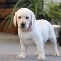 Brittany, a female Labrador Retriever for sale in Dundee, OH – Photo 1 of 6