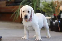 Brittany, a female Labrador Retriever for sale in Dundee, OH – Photo 1 of 6