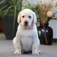 Brittany, a female Labrador Retriever for sale in Dundee, OH – Photo 3 of 6