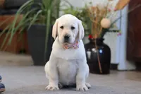 Brittany, a female Labrador Retriever for sale in Dundee, OH – Photo 3 of 6