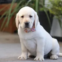 Brittany, a female Labrador Retriever for sale in Dundee, OH – Photo 2 of 6