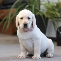 Brittany, a female Labrador Retriever for sale in Dundee, OH – Photo 4 of 6