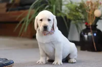 Brittany, a female Labrador Retriever for sale in Dundee, OH – Photo 4 of 6