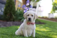 Bela, a female Labrador Retriever for sale in Dundee, OH – 2 of 8