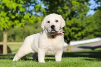 Buddy, a male Labrador Retriever for sale in Dundee, OH – 3 of 7