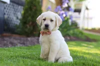 Bela, a female Labrador Retriever for sale in Dundee, OH – 4 of 8